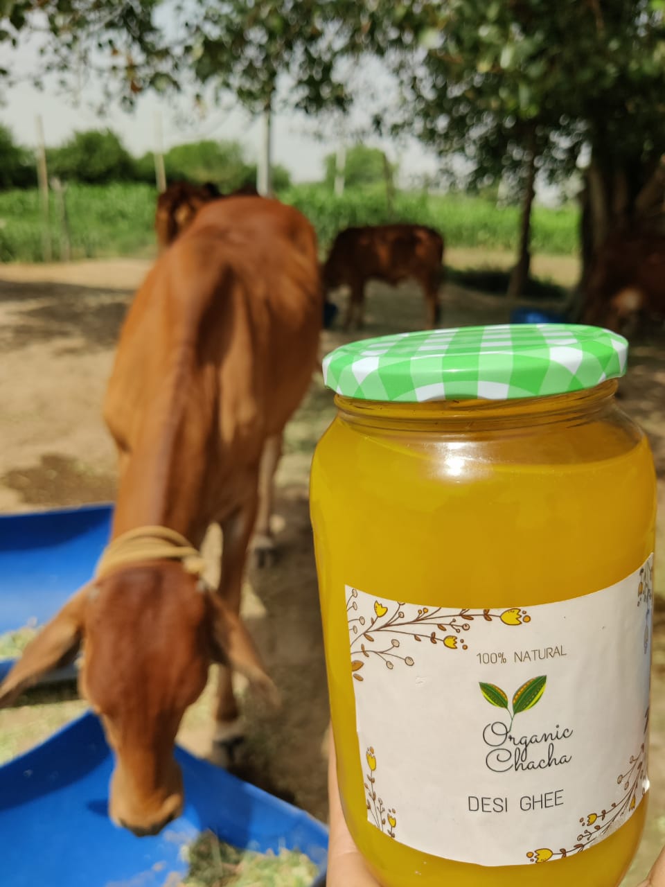 Desi Cow Ghee | OG Farms